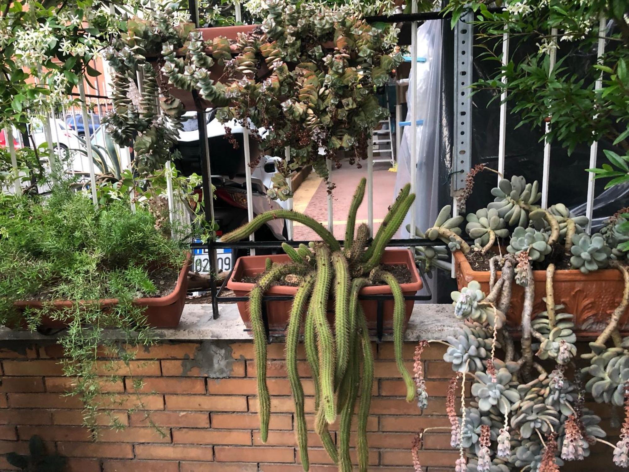 Lizartgarden Panoramic Rom